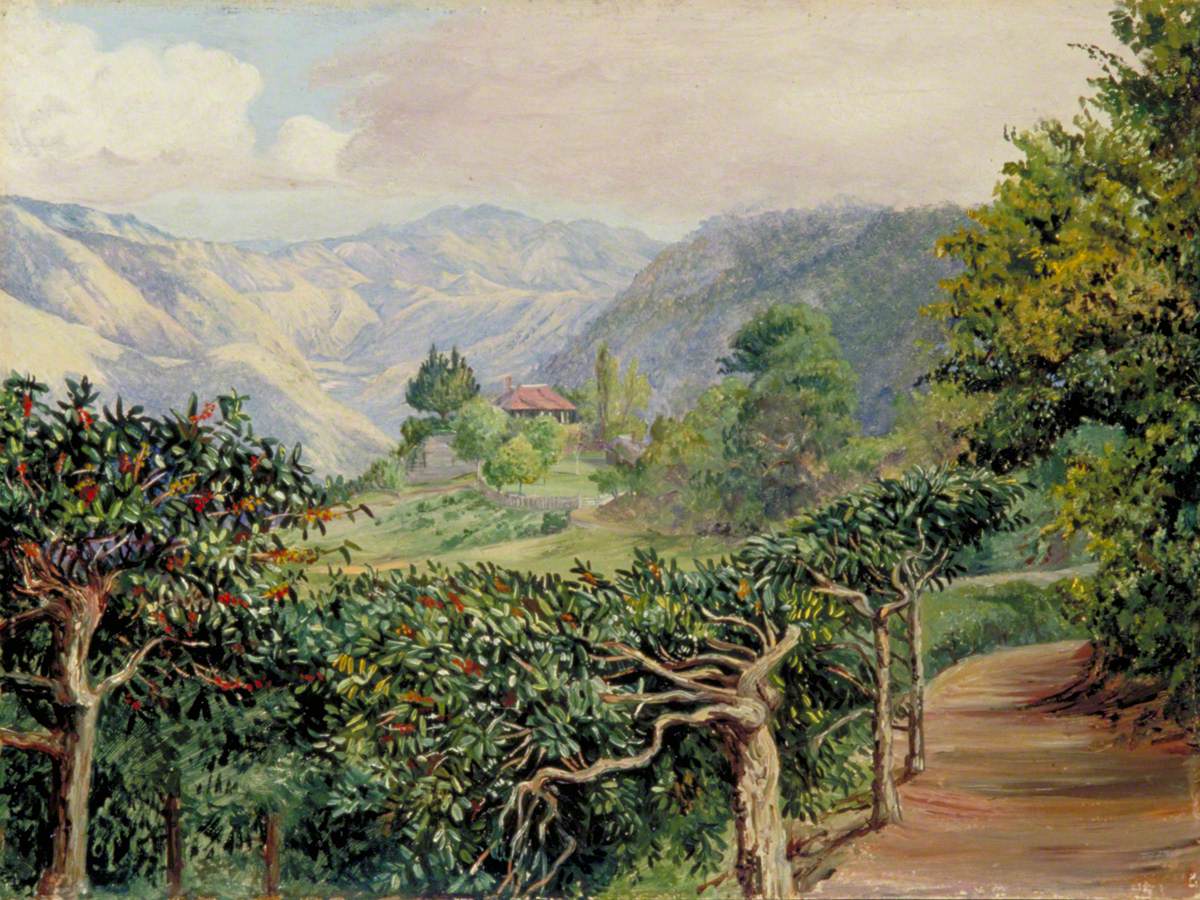 Coffee Plantation at Clifton Mount and the Blue Mountains beyond Jamaica