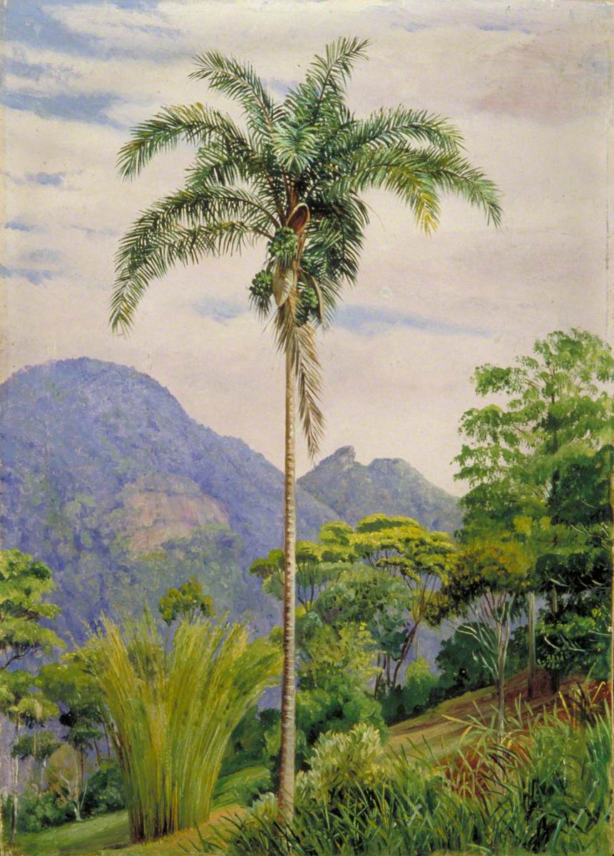 Tijuca, Brazil, with a Palm in the Foreground