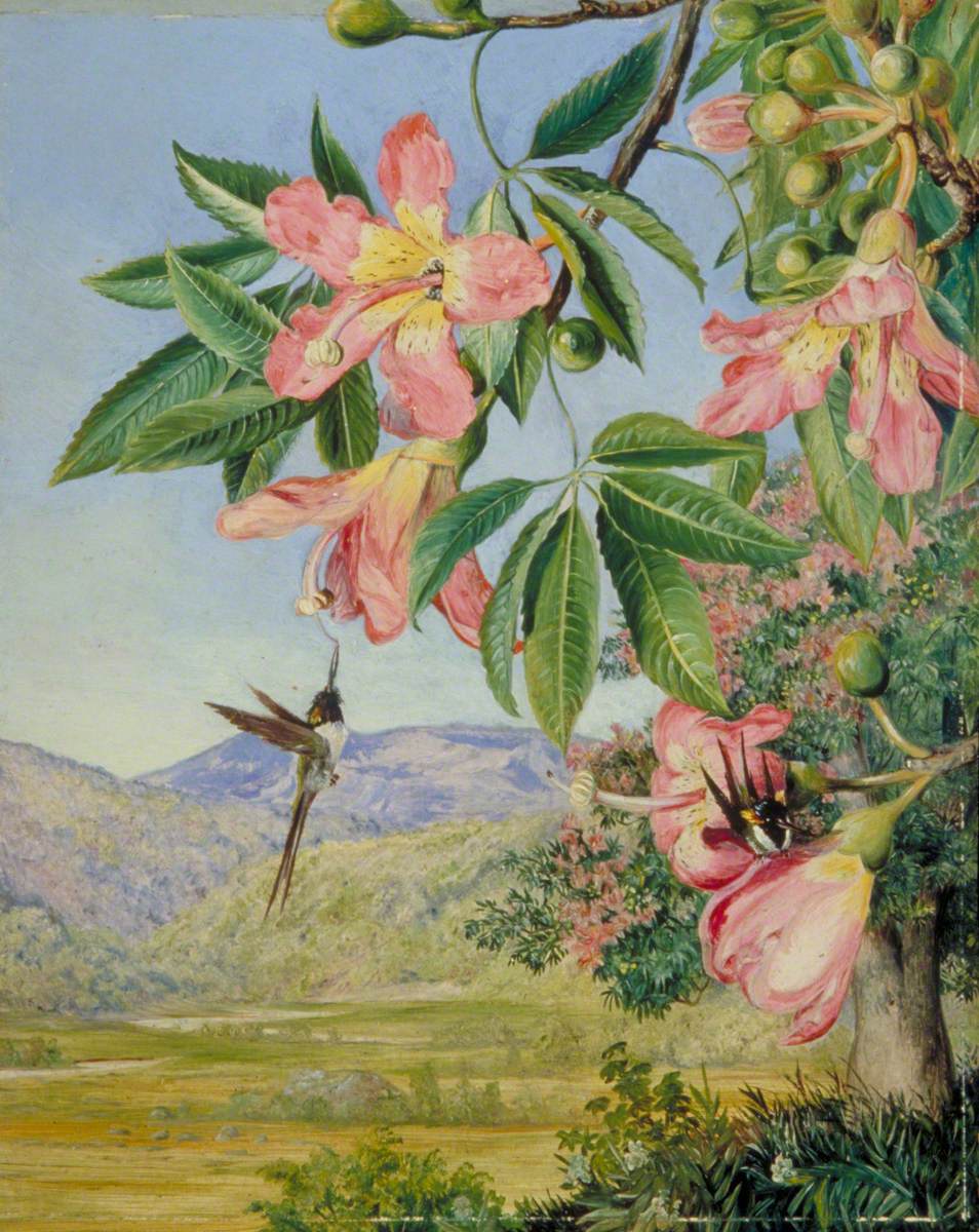 Foliage and Flowers of a Chorisia and Double-Crested Humming Birds, Brazil