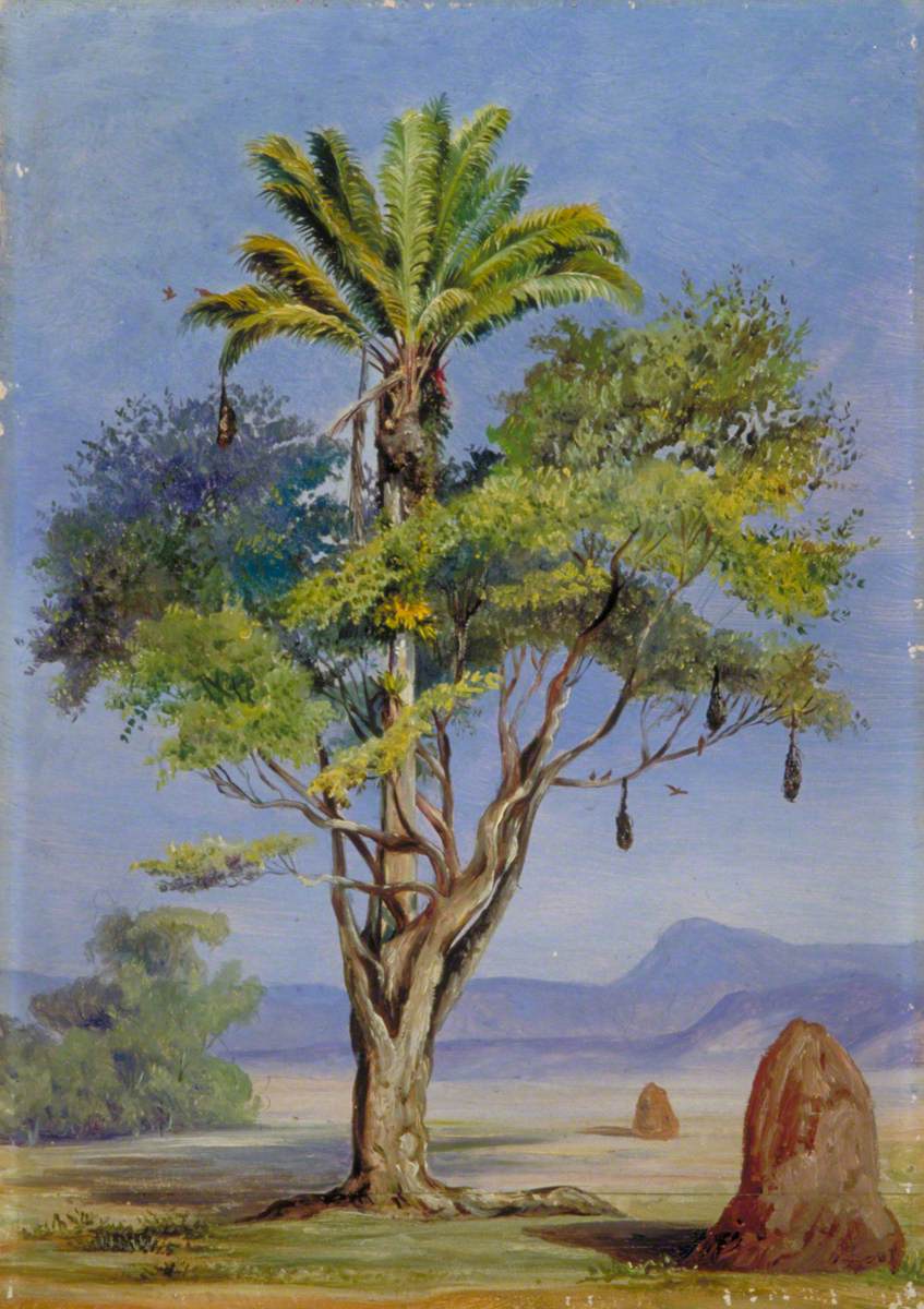Scotchman Hugging a Creole', Brazil
