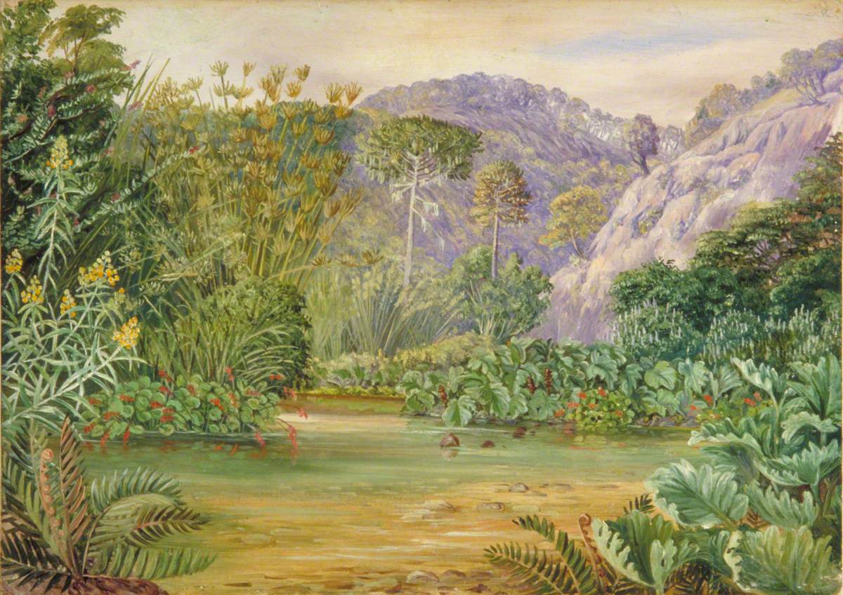 Vegetation on a Stream at Chanleon, Chili