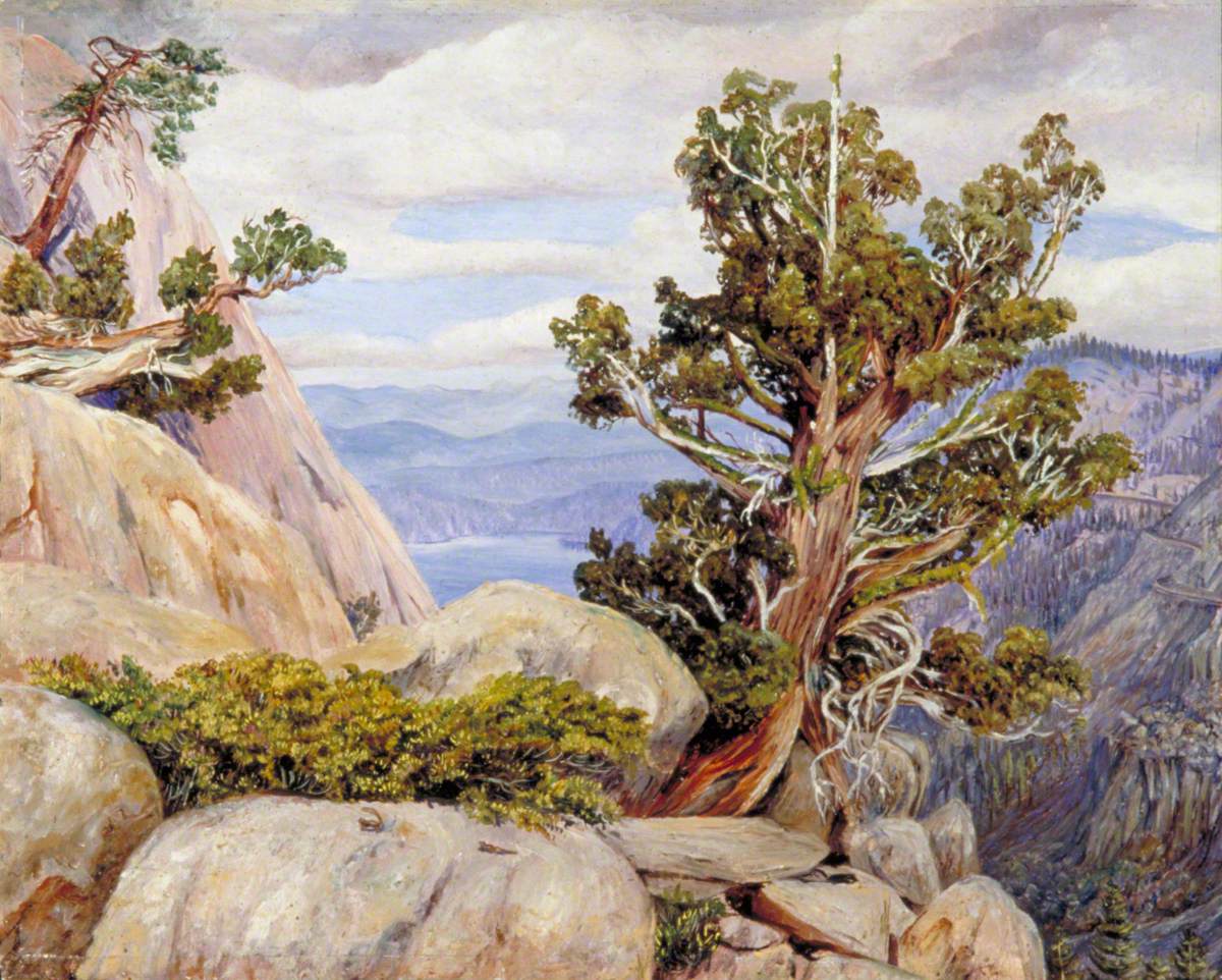 Old Cypress or Juniper Tree, Nevada Mountains, California EUA