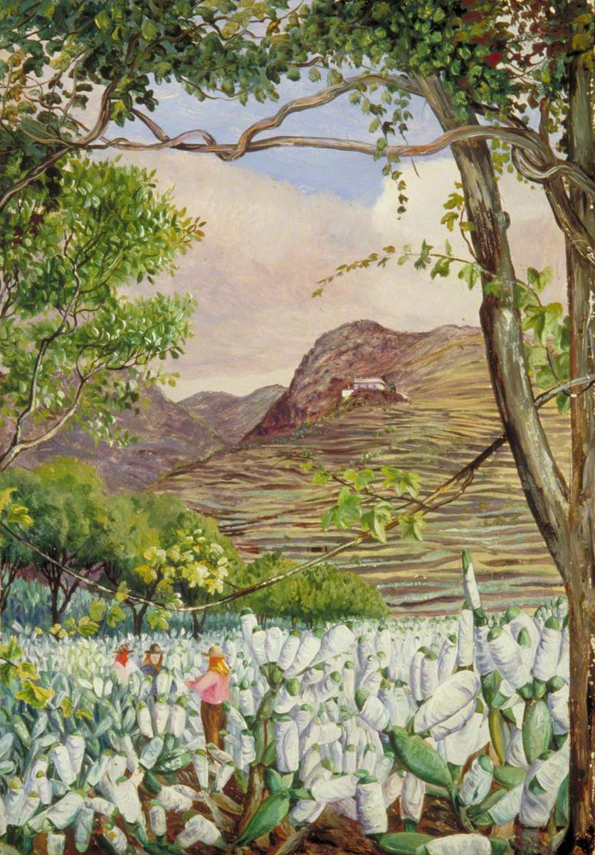 View in the Cochineal Gardens at Santa Cruz, Teneriffe