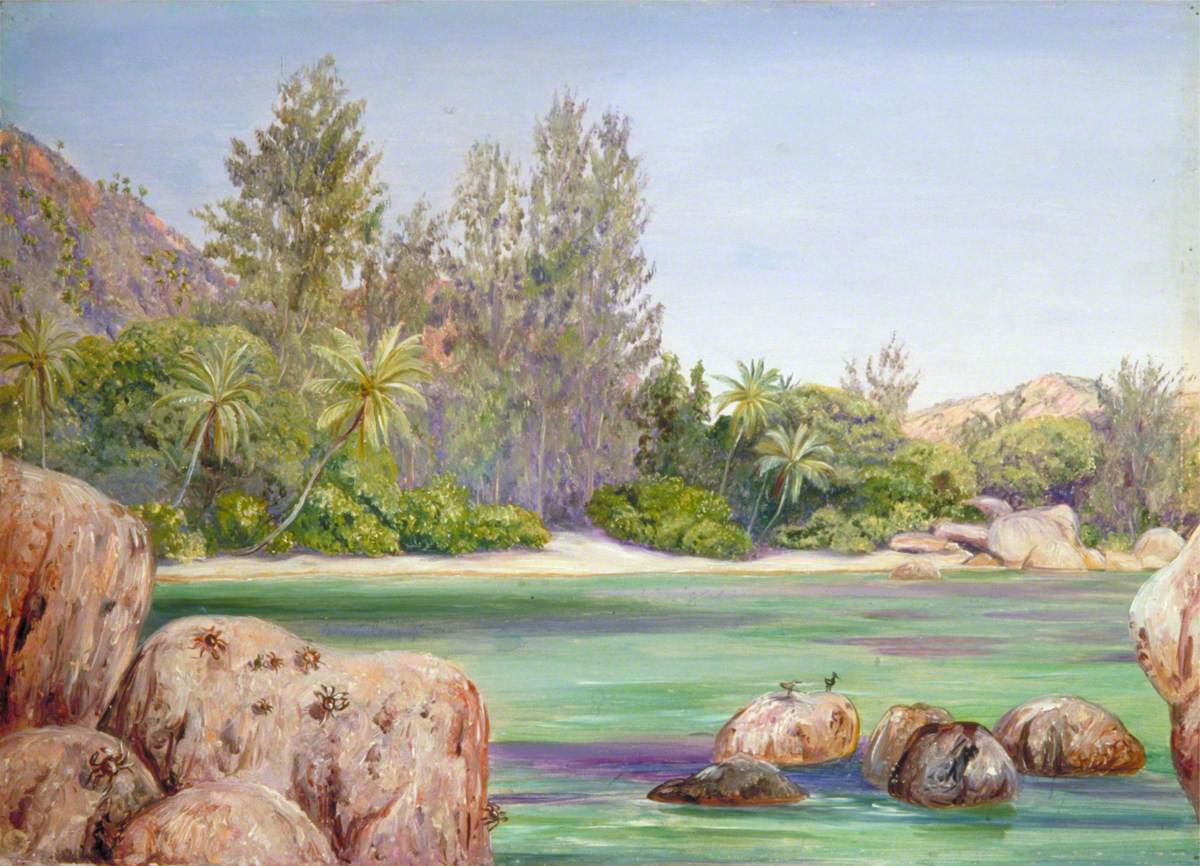 Life on the Coast of Praslin, Seychelles