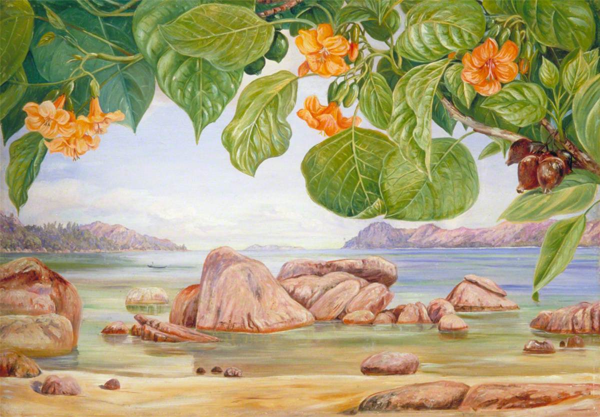 Foliage, Flowers and Fruit of a Common Tree of the Sea-Shore, Praslin