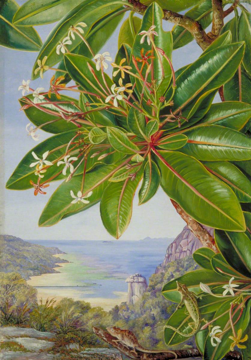 Flowers of a Bush and Pitcher Plant, Mahé Seychelles
