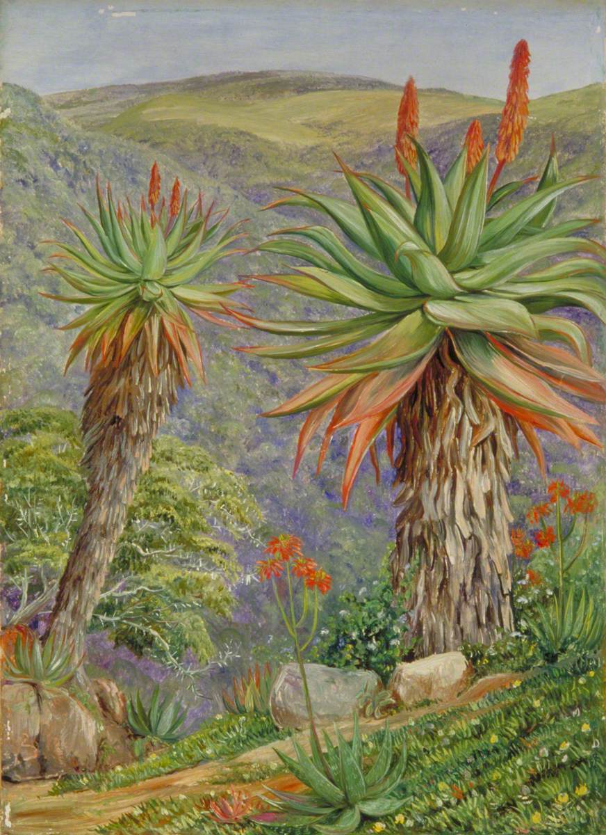Tree Aloes and Mesembryanthemums above Van Staaden's Kloof, South Africa