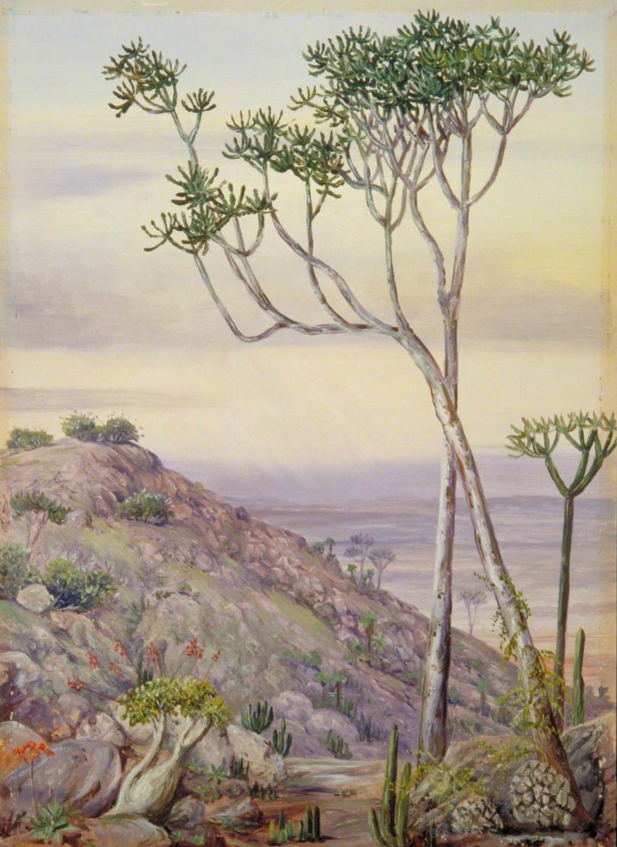 Vegetation on the Hills near Grahamstown África do Sul