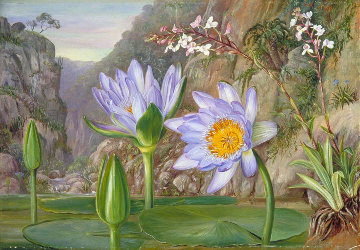 Water-Lily and Surrounding Vegetation in Van Staaden's Kloof África do Sul