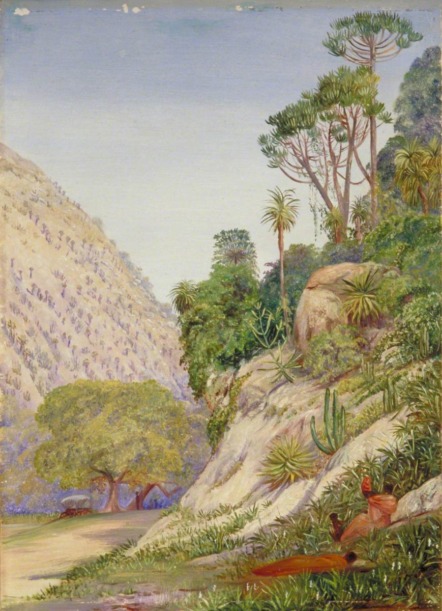 View with Aloes and Euphorbia near Grahamstown África do Sul