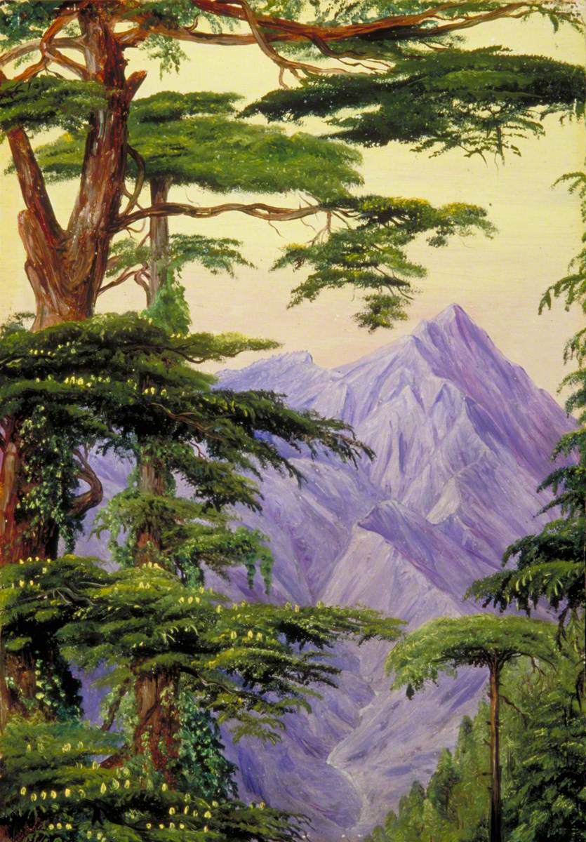 Deodars and the Choor Mountain from Nahl Dehra, India