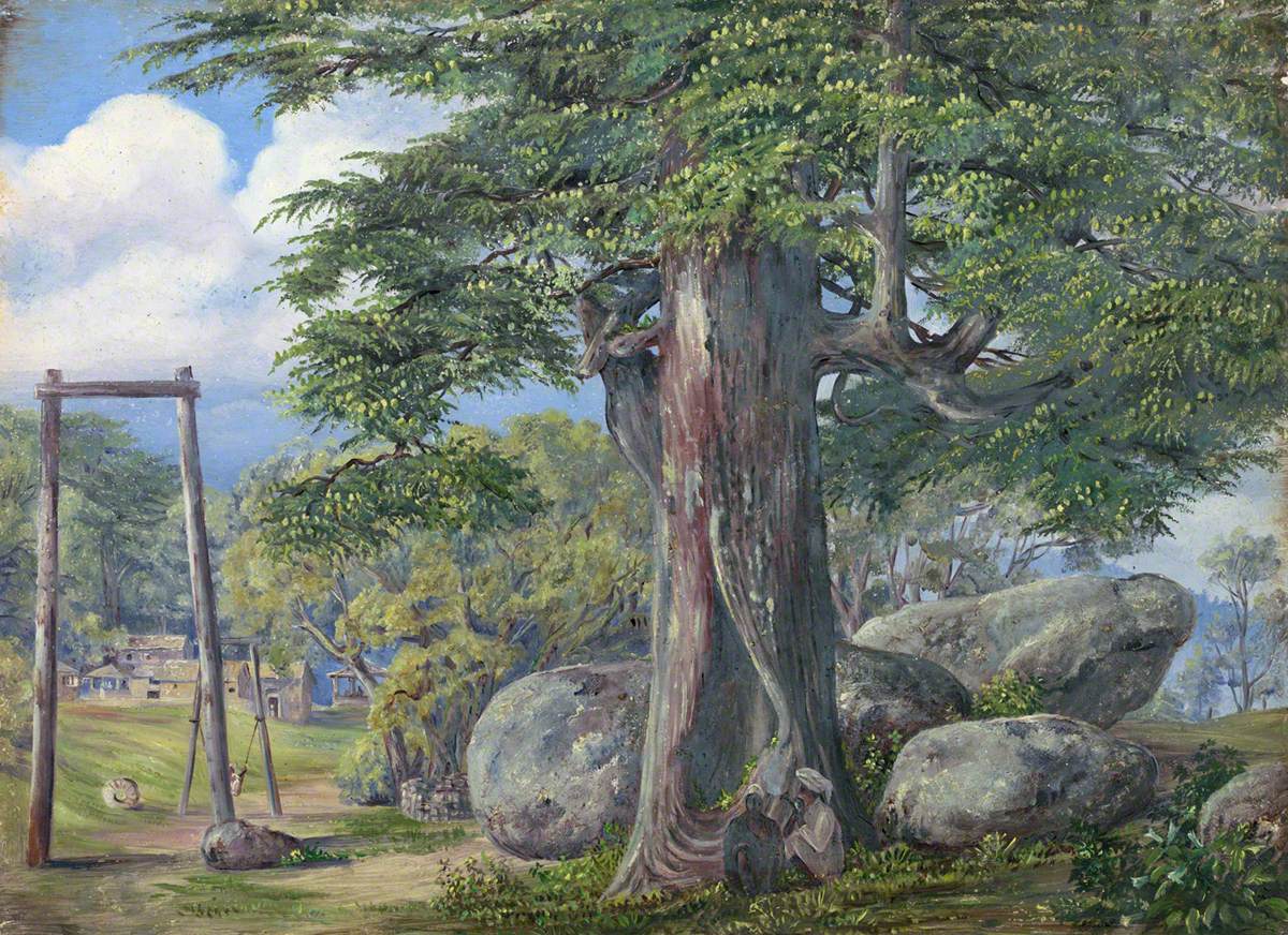 Cedrus deodara, Kumaon, Uttar Pradesh, India