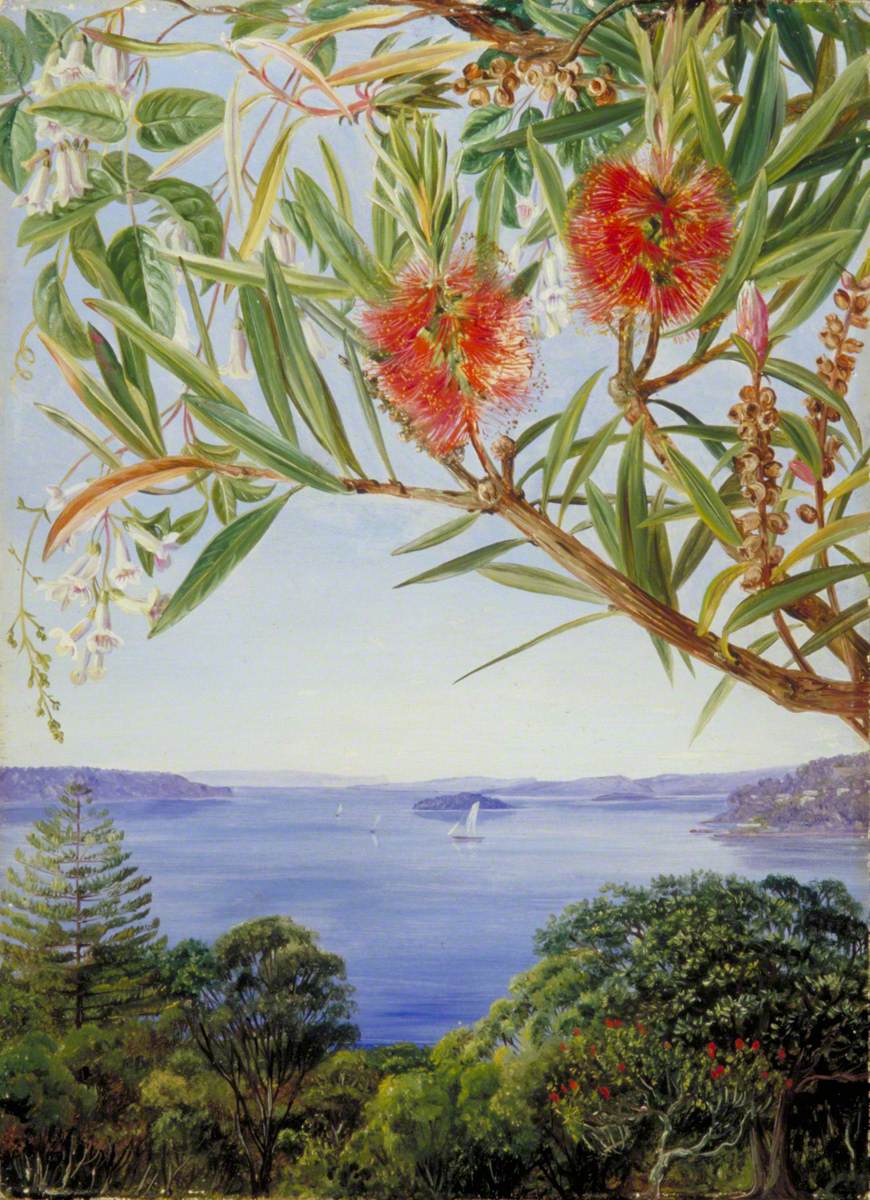 Two Australian Shrubs with Sydney Harbour below