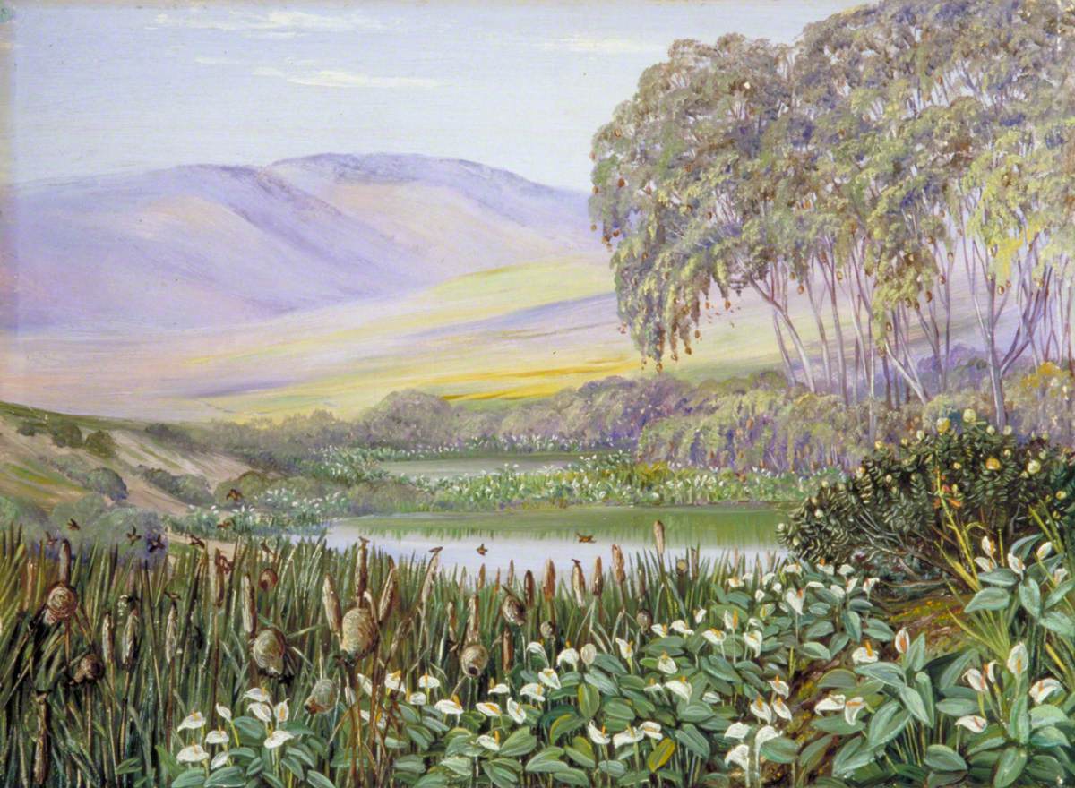 Social Birds and Social Herbs at Malmesbury, South Africa