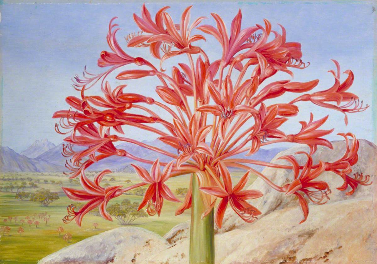 Brunsvigia multiflora near Queenstown, South Africa