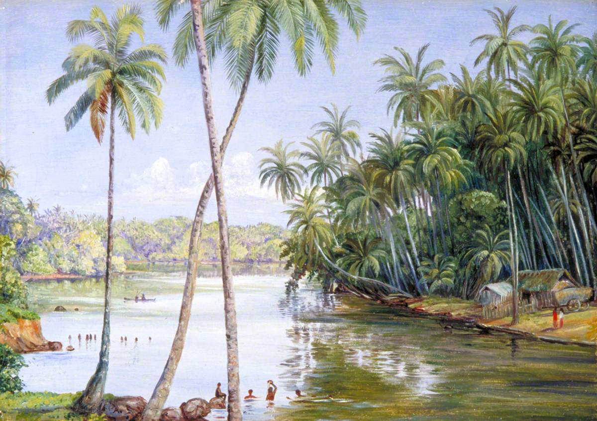 Cocoanut Palms on the River Bank near Galle, Ceylon 126