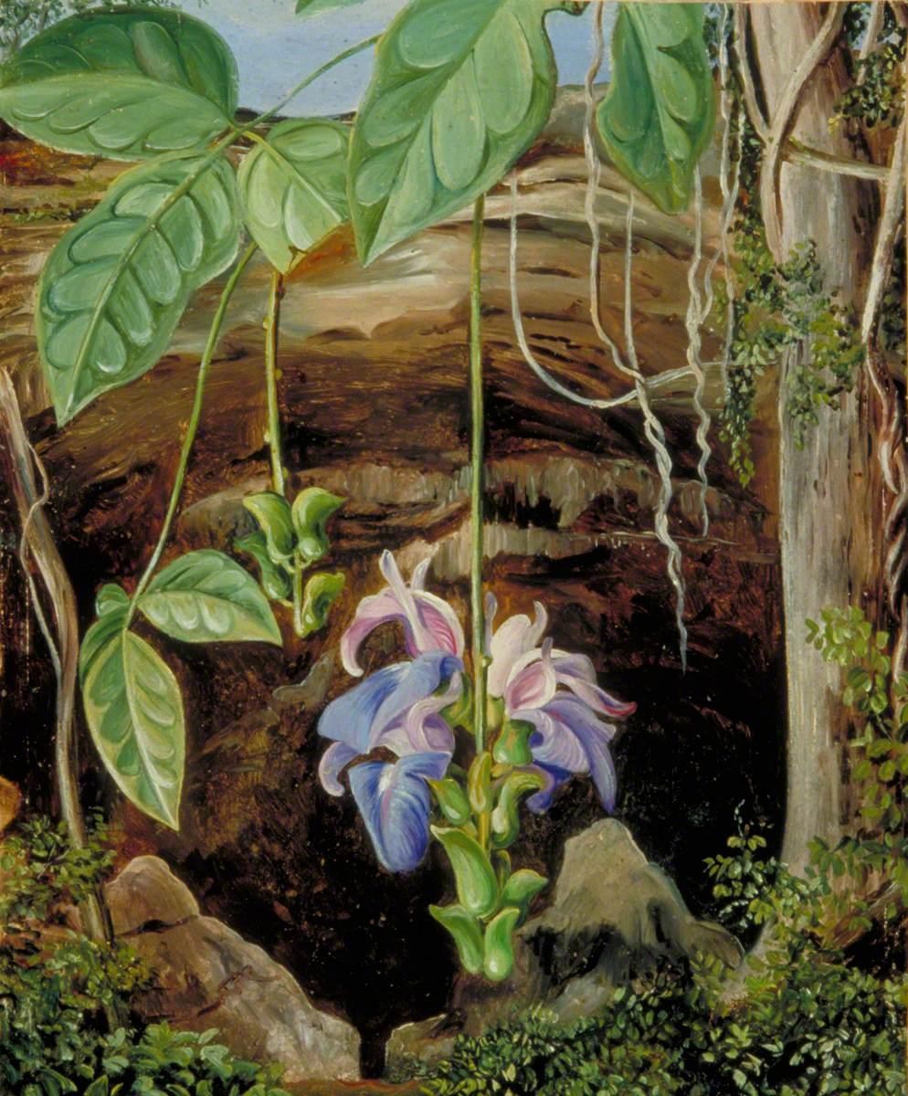 Figura 13 - Flowers of a Twiner, Brazil.