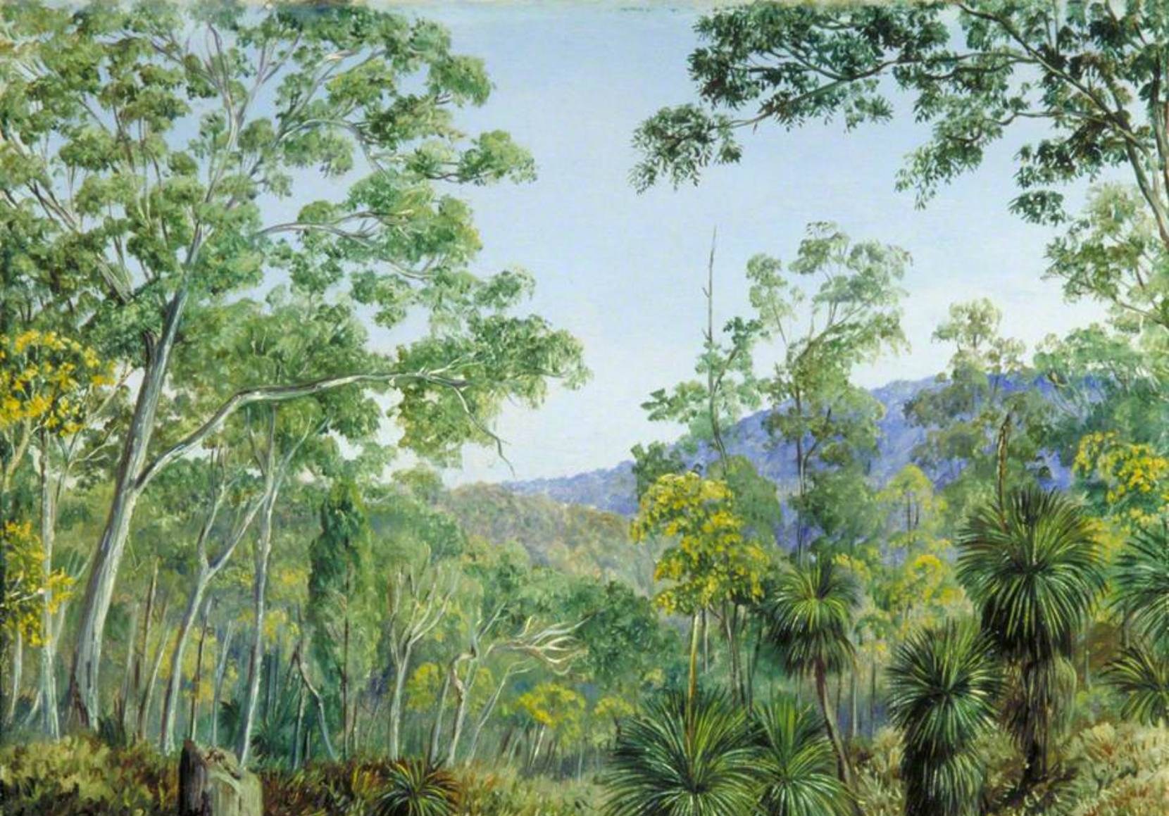 Figura 45 - A tela Gum Trees, Grass-trees, and Wattles in a Queensland Forest mostra ao fundo uma montanha florestada.