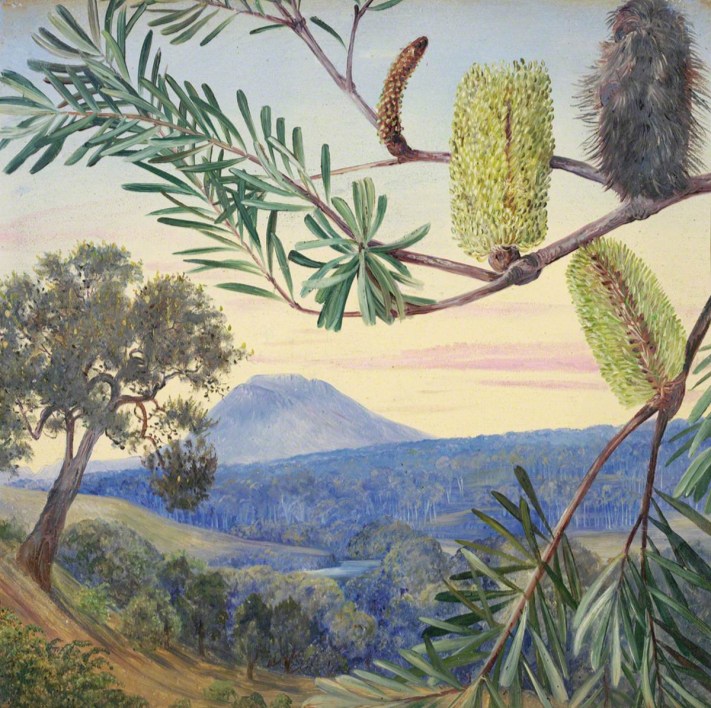 Figura 48 - A) O perfil tabular ao fundo é o Monte Wellington (Kunanyi), cuja escarpa superior expõe a soleira de rochas jurássicas (~185 Ma) com disjunção colunar. B) Banksia of Tasmania. No primeiro plano, inflorescências de Banksia sp. e, ao fundo, o perfil cônico do Monte Wellington (Kunanyi).