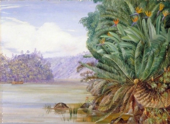 Figura 55 - África do Sul. A) Aloés arbóreos acima de Van Staaden’s Kloof. B) Vista do Cadle’s Hotel e do kloof além, próximo a Grahamstown. C) Lírios- d’água e vegetação associada em Van Staaden’s Kloof.