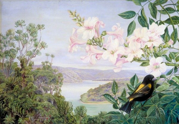 Figura 55 - África do Sul. A) Aloés arbóreos acima de Van Staaden’s Kloof. B) Vista do Cadle’s Hotel e do kloof além, próximo a Grahamstown. C) Lírios- d’água e vegetação associada em Van Staaden’s Kloof.