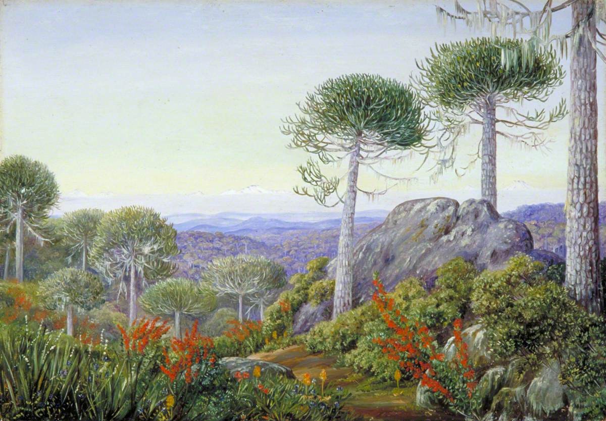 Figura 65 - Chile. Floresta de araucárias, matacões rochosos e picos andinos nevados ao fundo.