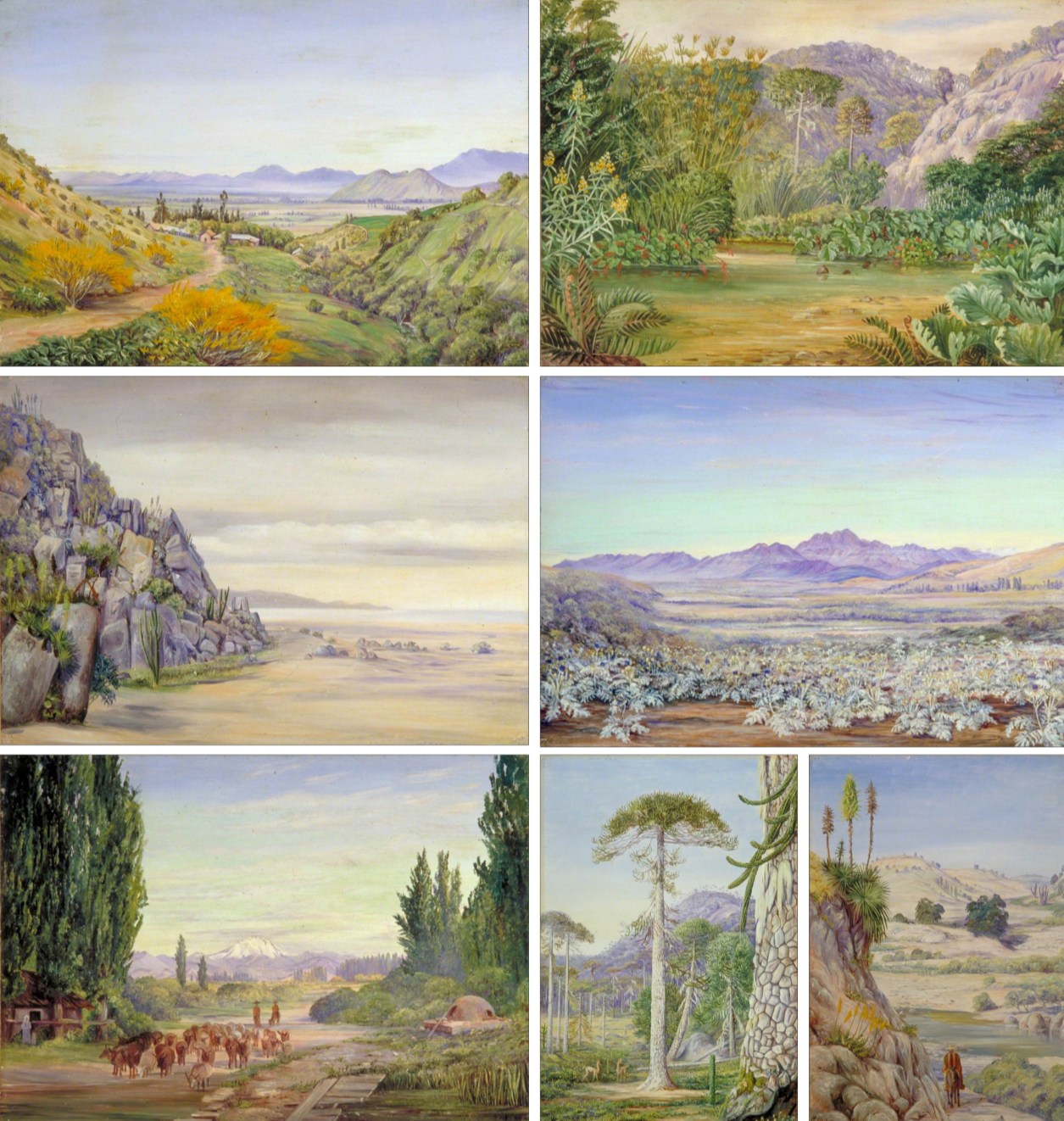 Figura 69 - Chile. A) Vale andino com colinas suaves e cadeias de montanas ao fundo. B) Clareira em vale montanhoso com afloramentos bem visíveis ao fundo. C) Litoral rochoso com escarpa e faixa de praia. D) Paisagem árida com planície e cadeia montanhosa ao fundo. E) Vale agrícola com álamos e picos nevados ao fundo. F) Floresta de araucárias com afloramento rochoso ao fundo. G) Encosta rochosa em paisagem árida.
